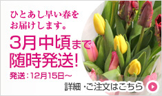 チューリップ　切花