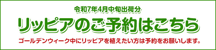 リッピア　予約受付中